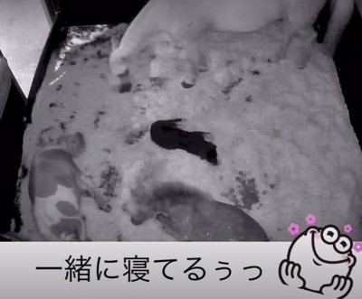 真ん中に犬のノアちゃんが…