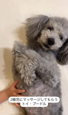 男の子にマッサージしてもらうグリィくん3