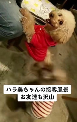 忙しい毎日を送るハラ美ちゃんでした