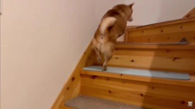 早く寝たい福ちゃん