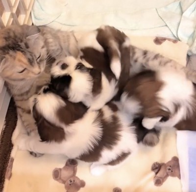 猫の周りに集まる3匹の子犬