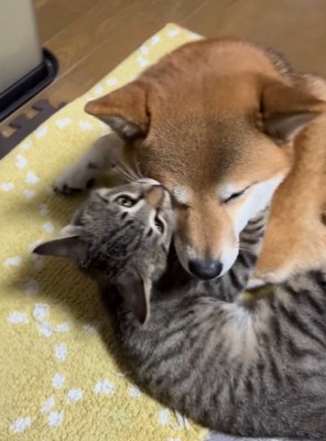 犬の顔を甘噛みする猫