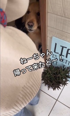 お姉ちゃんを歓迎するトノさん2