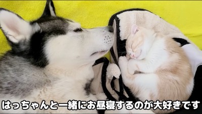 並んで眠るシベリアンハスキーと猫