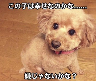 家族として迎え入れた