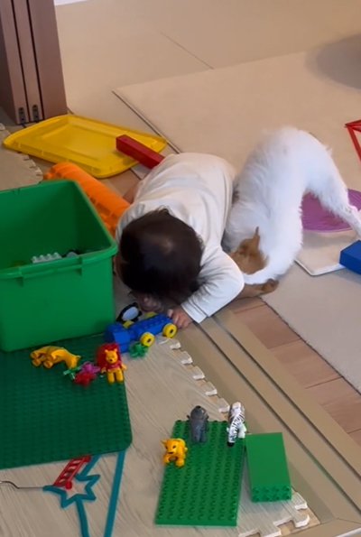 顔を突っ込む犬