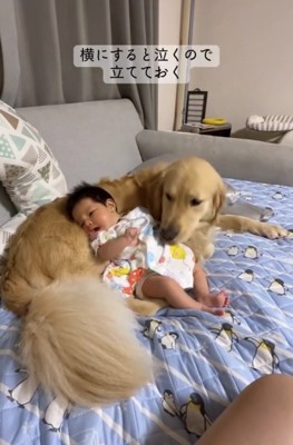 犬の体に寄りかかる赤ちゃん