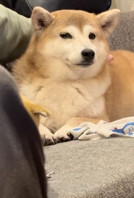 正直レディな琥珀ちゃん