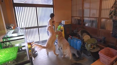 玄関の女性を歓迎する犬2頭