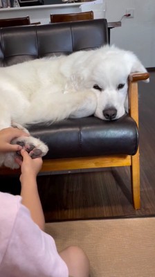 女の子に肉球を触られて目を細める犬