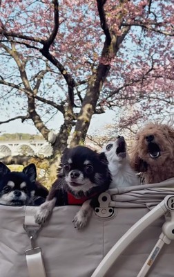 カートに入る4匹