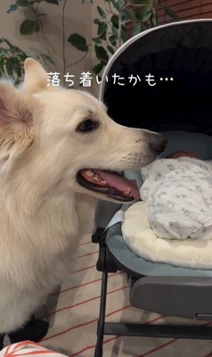 赤ちゃんが泣いた時のワンダくん7