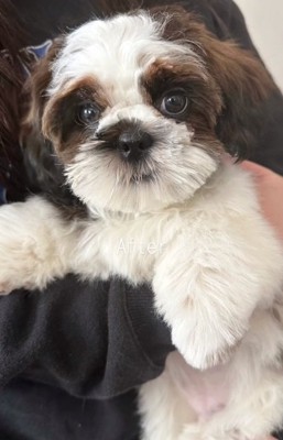 顔がはっきり見えた茶々丸くん