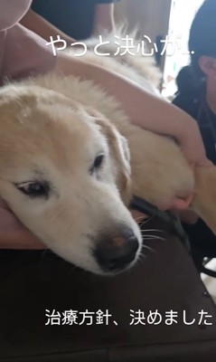 病院で検査を受ける大型犬