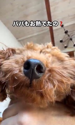 パパさんが熱でダウンした時のポポくん