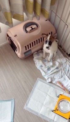 部屋の隅でお座りをする子犬