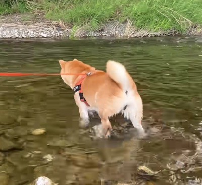 恐る恐る川の中へ
