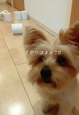 おやつはちょうだいね♡