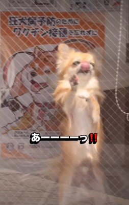 嬉しそうな犬