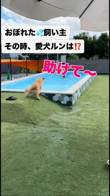 プールのへりに立って飼い主をみる犬
