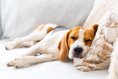 手足を横に投げ出して寝る犬