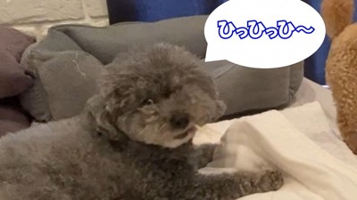 意地悪するゆずくんVS仕返しするぽん太くん5