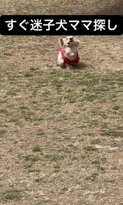 愛情たっぷりの走り