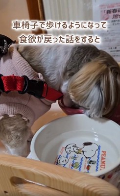 食欲が戻ったコロンちゃん