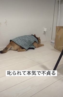 ふてくされてる!