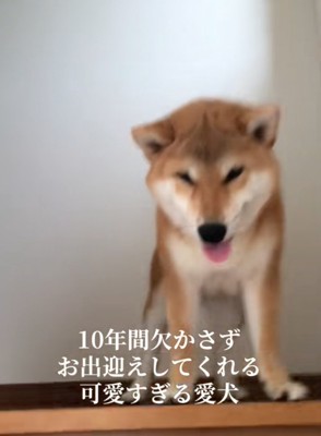 階段上の柴犬