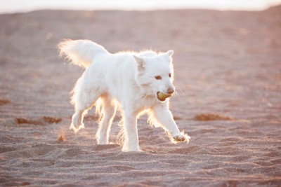 ノーリードで遊ぶ犬