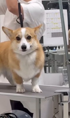 飼い主さんを発見したうにちゃん5