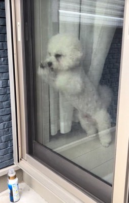 飼い主の帰りを喜ぶ小型犬