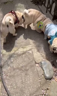 電車のように連結するパグの兄弟6