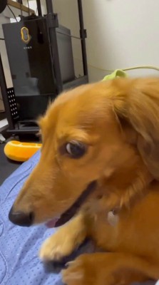 ベッドに乗ってカメラを見つめる犬