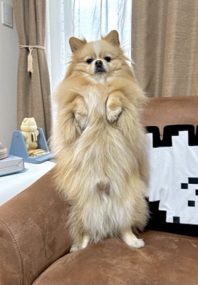 キリッ