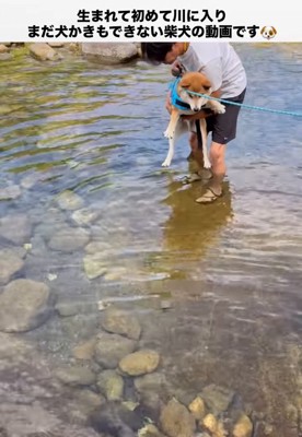抱っこしてもらって川に入る柴犬