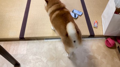 和室へ向かって…