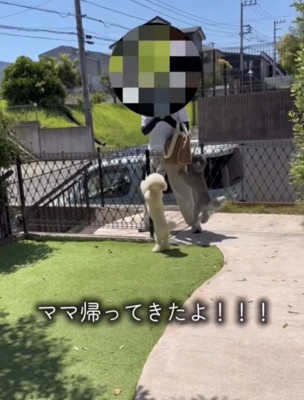 大ジャンプで迎える犬