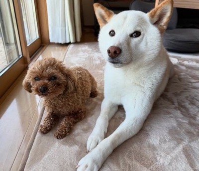 同居犬のピーちゃんと♪