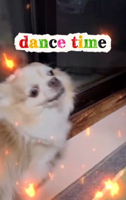 踊り始めるチワワさん