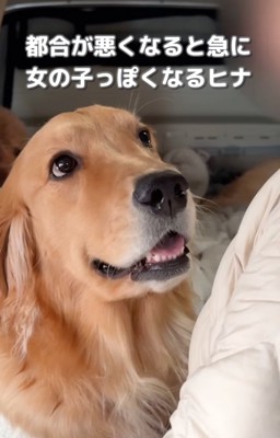 チラッと横目で見る大型犬
