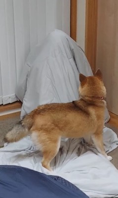 お嫁さん発見時のハルちゃん