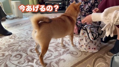 犬用おやつの確認