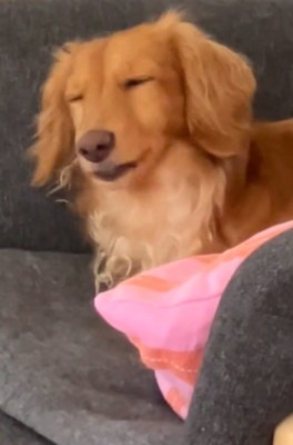 目をつぶるしまちゃん