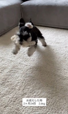 ボセくんの成長記録