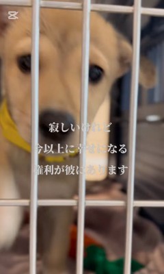 クレートに入れられる子犬