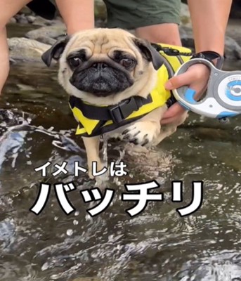 正面で犬かきをする犬