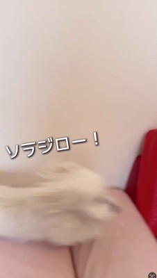 飼い主が投げたぬいぐるみを追いかける犬