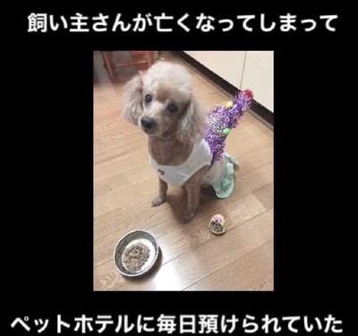 飼い主に先立たれた犬